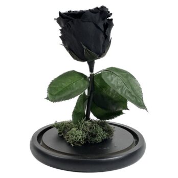 Παντοτινό Αποχυμωμένο Τριαντάφυλλο σε Μαύρο Χρώμα – Large