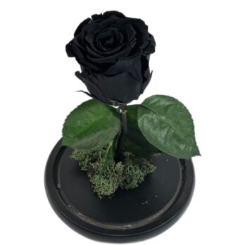 Forever Black Rose Large