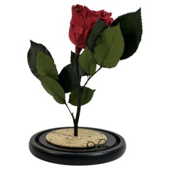Παντοτινό Αποχυμωμένο Τριαντάφυλλο σε Κόκκινο Χρώμα με Χρυσό Σκοινί – Large