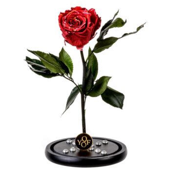 Παντοτινό Αποχυμωμένο Τριαντάφυλλο σε Κόκκινο Χρώμα με Πέρλες σε Σχήμα Σταυρού – Large