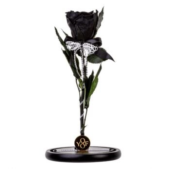 Παντοτινό Αποχυμωμένο Τριαντάφυλλο Knot σε Μαύρο Χρώμα – Large