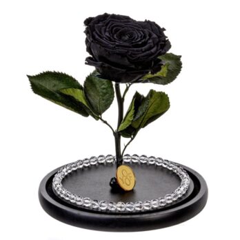 Παντοτινό Αποχυμωμένο Τριαντάφυλλο σε Μαύρο Χρώμα με Πέρλες – Extra Large