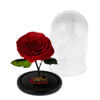 Παντοτινό Αποχυμωμένο Τριαντάφυλλο σε Κόκκινο Χρώμα– Extra Large
