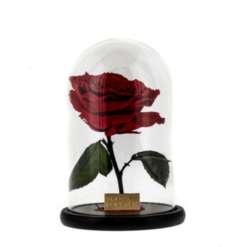 Παντοτινό Αποχυμωμένο Τριαντάφυλλο σε Κόκκινο Χρώμα– Extra Large