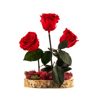 Τρία Παντοτυνά Αποχυμωμένα Τριαντάφυλλα Χρώματος Κόκκινο